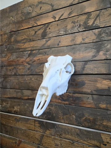 Full Natural Deer