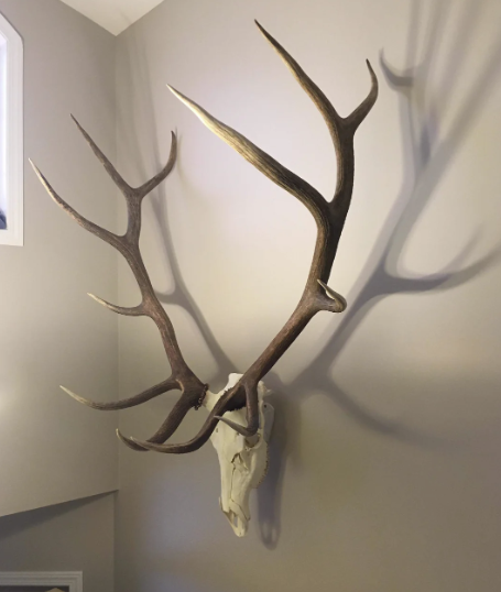 Best Elk Rack Top Rack Elk Mount