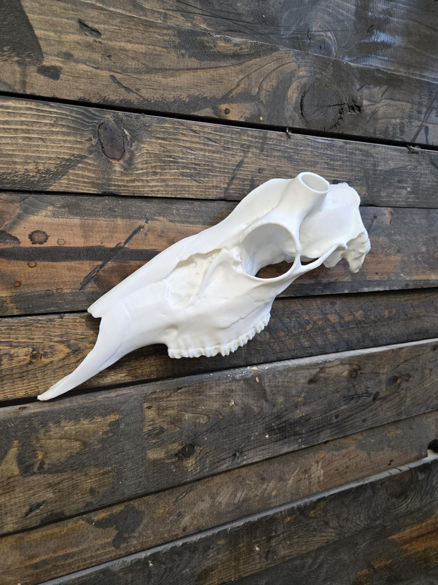 Natural Deer Half Skull